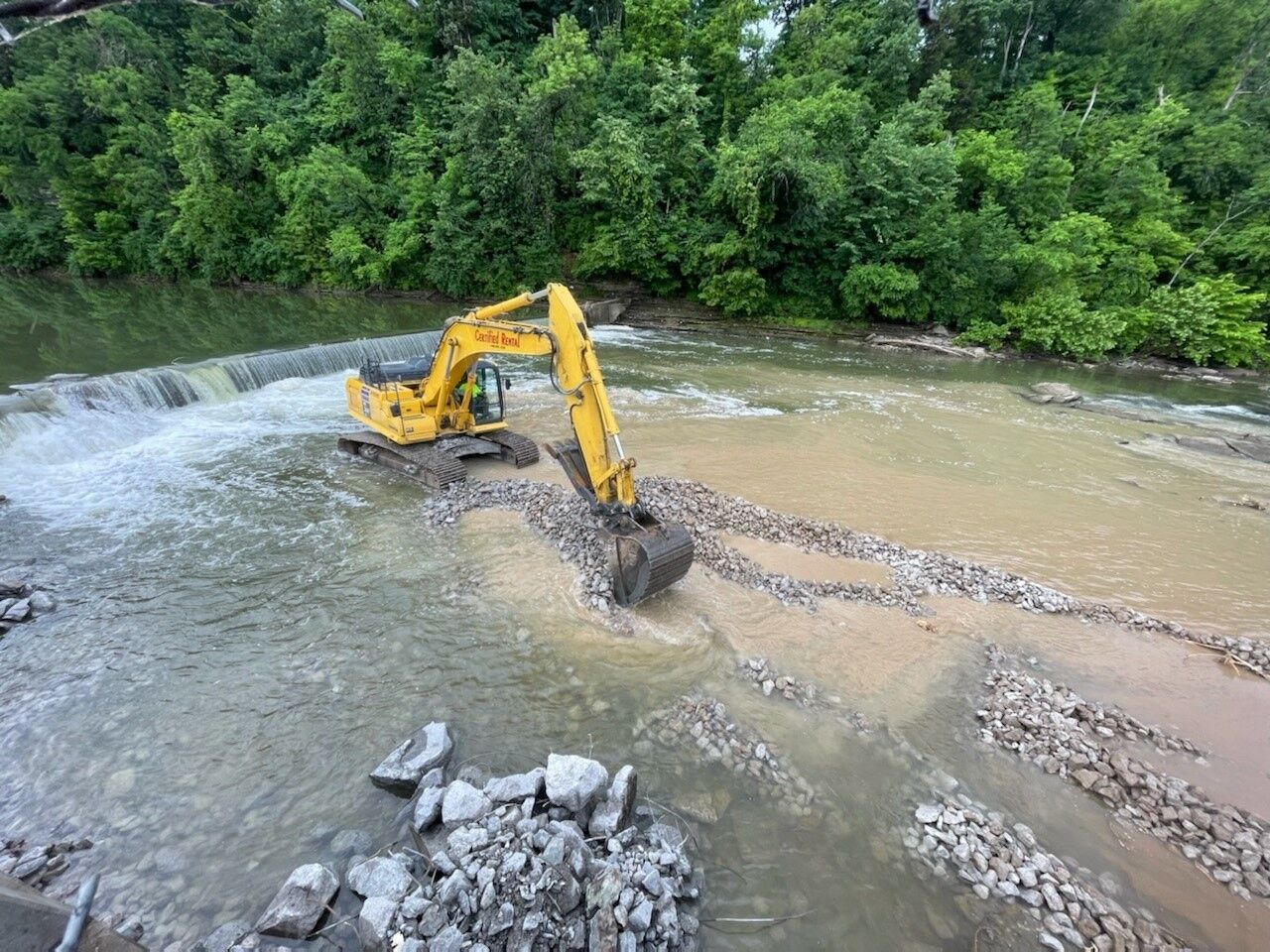 Elkhorn removal 2